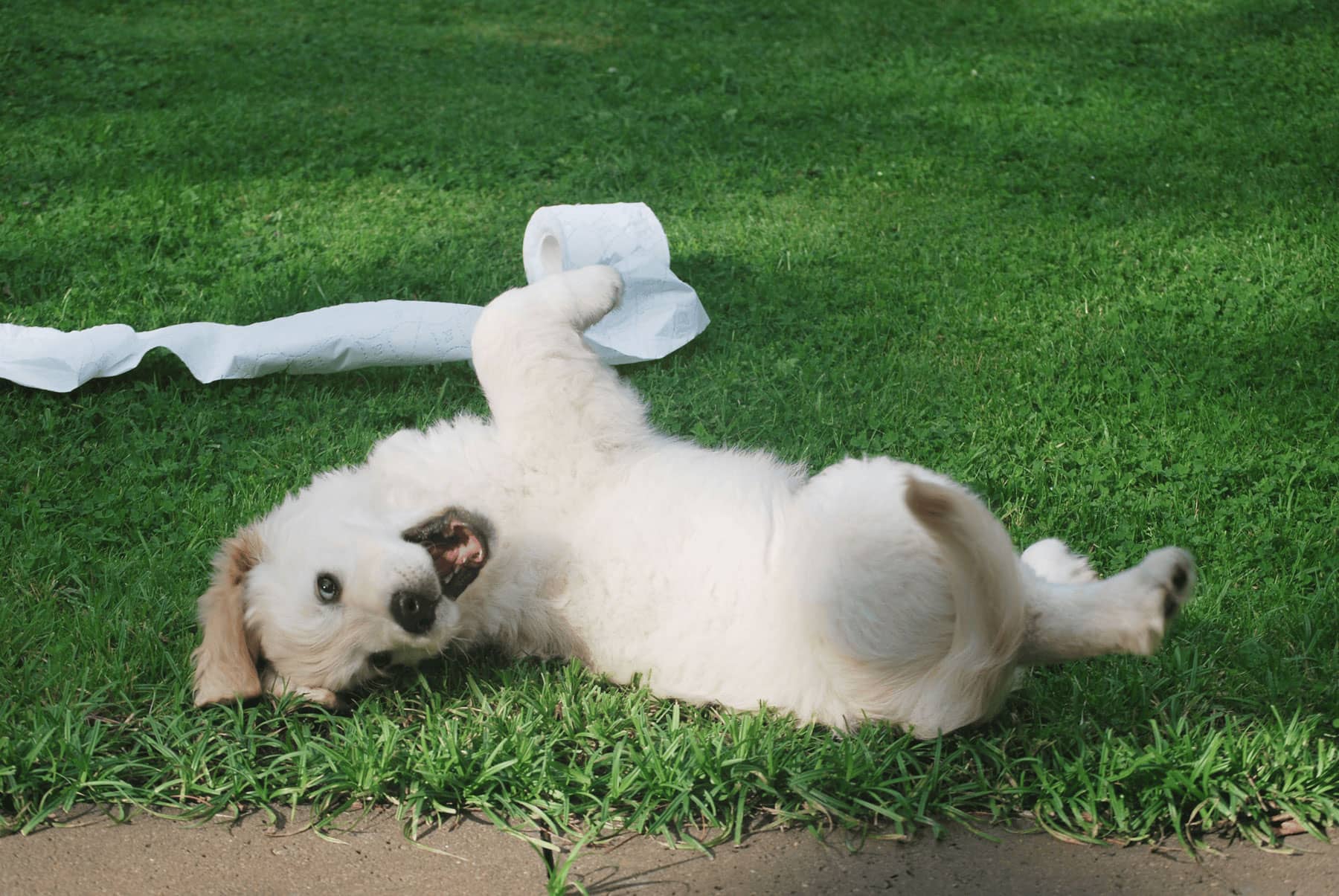 How Much Does Pet Waste Removal Cost?