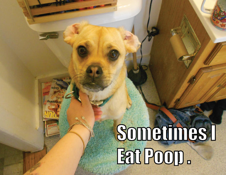 A dog looking sad with a caption "Sometimes I Eat Poop."