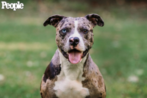 An American bulldog mix with different colored eyes, one brown, one blue.