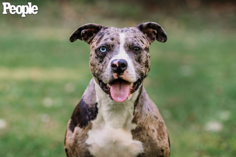 An American bulldog mix with different colored eyes, one brown, one blue.