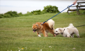 two dogs pulling on the leash