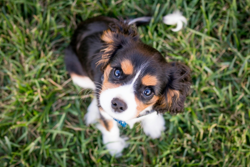 pandemic puppy looking up with sad eyes