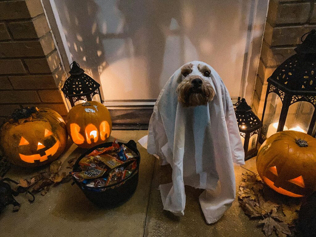 A dog dressed as ghost with pumpkins around the dog