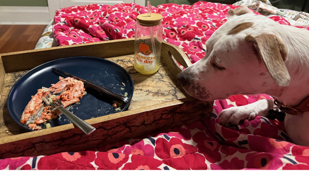 a picture of a dog staring at Salmon
