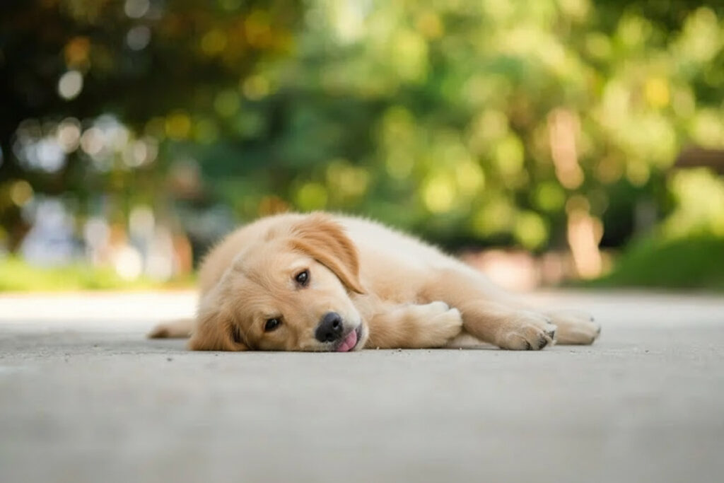 Ways to prevent heat stroke in dogs