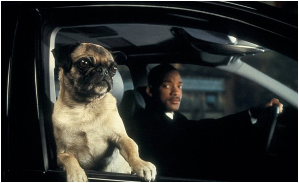 picture of a dog hanging out of the window.